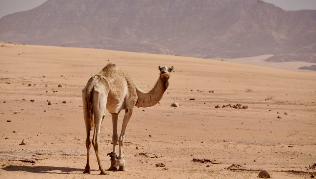 Lone camel